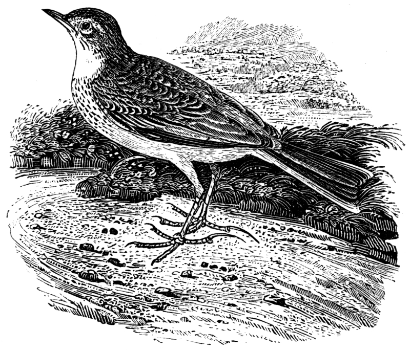 RICHARD’S PIPIT