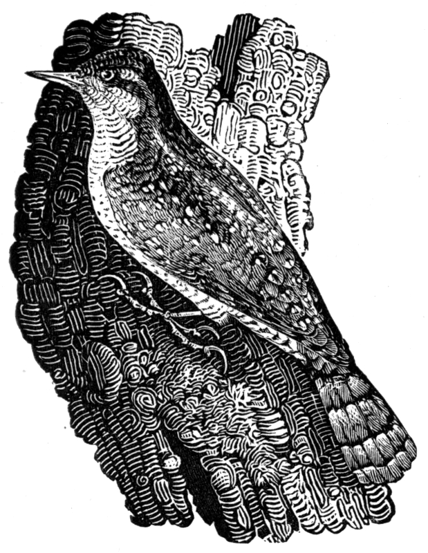 WRYNECK