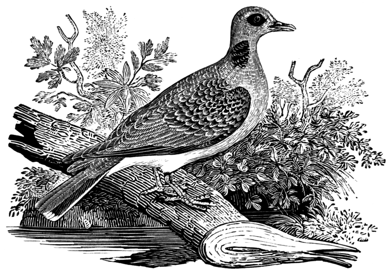 TURTLE-DOVE