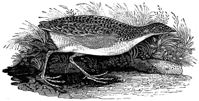 LANDRAIL OR CORNCRAKE