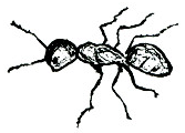 Ant