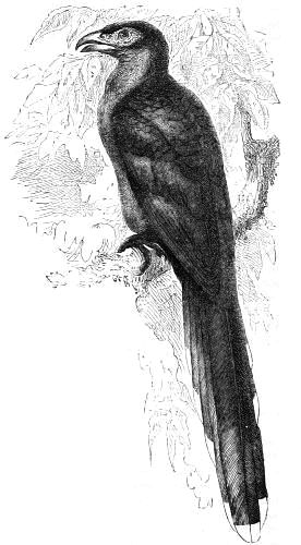 The Project Gutenberg eBook of Cassell's Book of Birds, by Thomas Rymer ...
