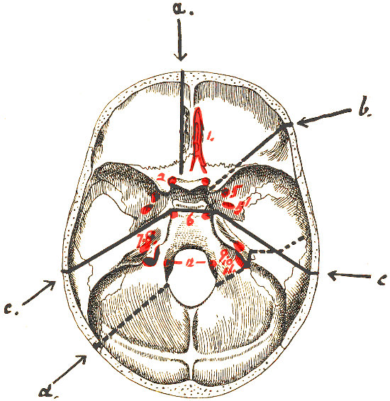 The Project Gutenberg eBook of The Surgery of the Skull and Brain, by L ...