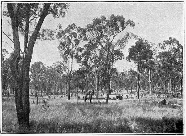 Drop bear, Koala Eyre Peninsula South Australia, John White