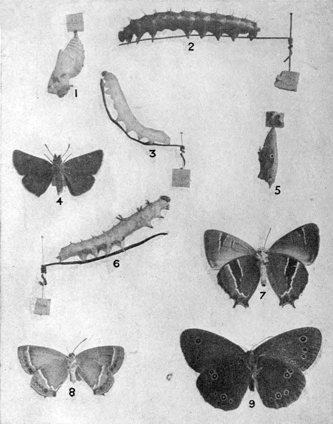 The Project Gutenberg eBook of British Butterflies, by A. M. Stewart.