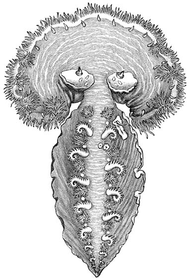 Groene Fluweelslak (Elysia viridis). Vergroot.