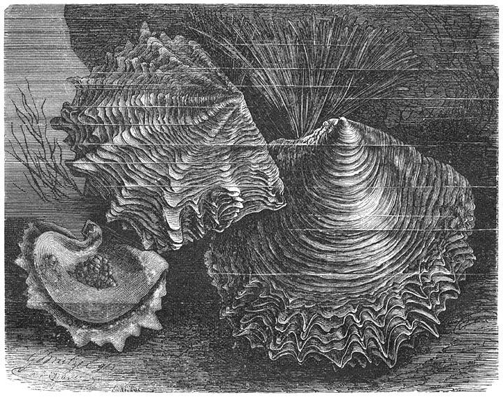 Pareloester (Meleagrina meleagris). � v. d. ware grootte.