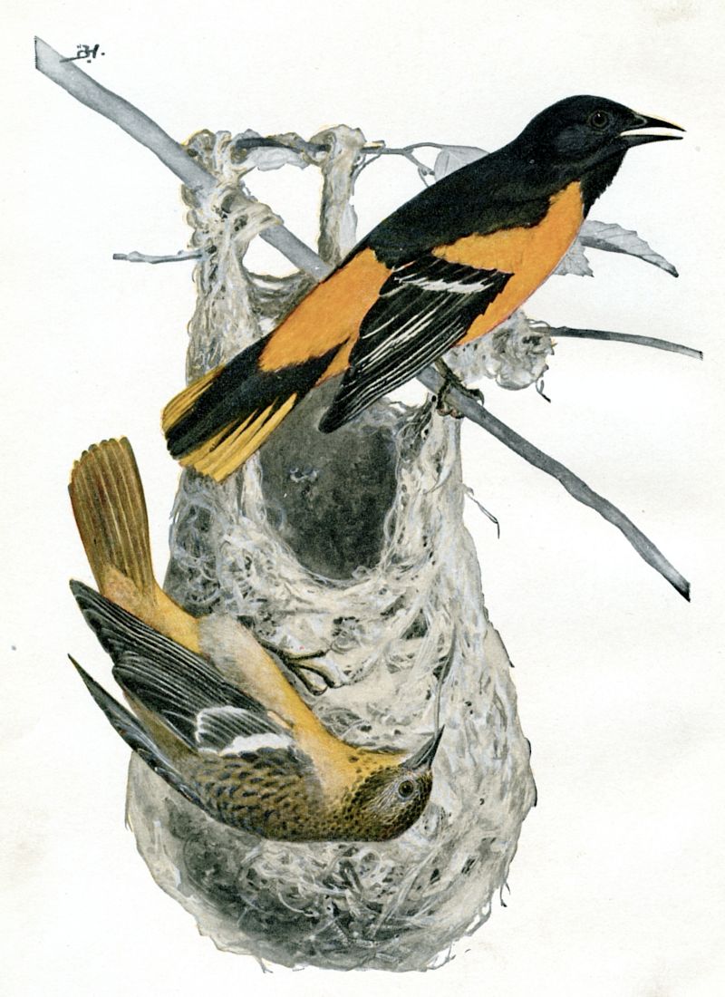 wildbird swallow sling
