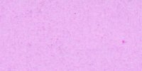 XI_63_f_Pale_Amparo_Purple