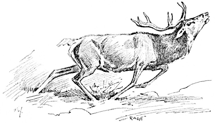A Wounded Stag