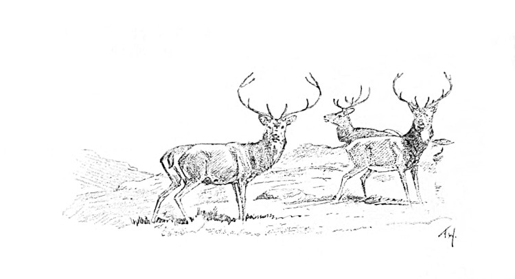 Three Antlered Deer