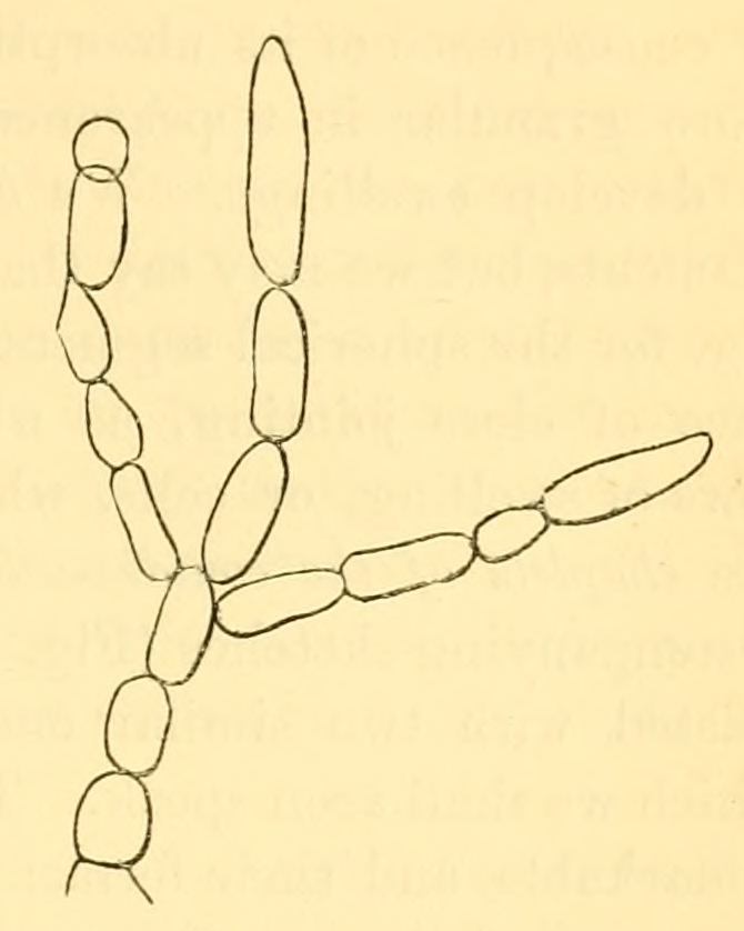 Fig. 21 B.