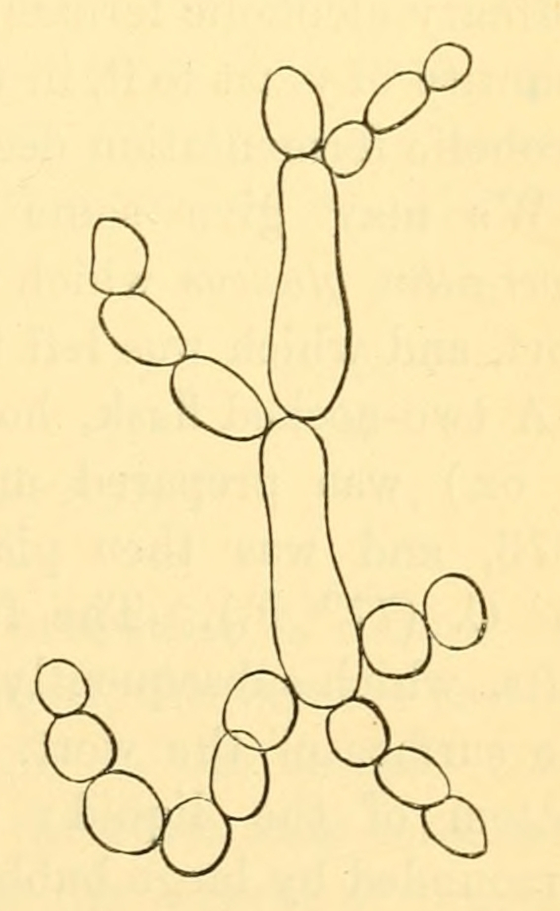 Fig. 21 D.