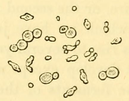 Fig. 27.