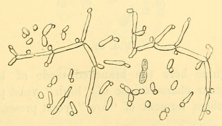 Fig. 50.