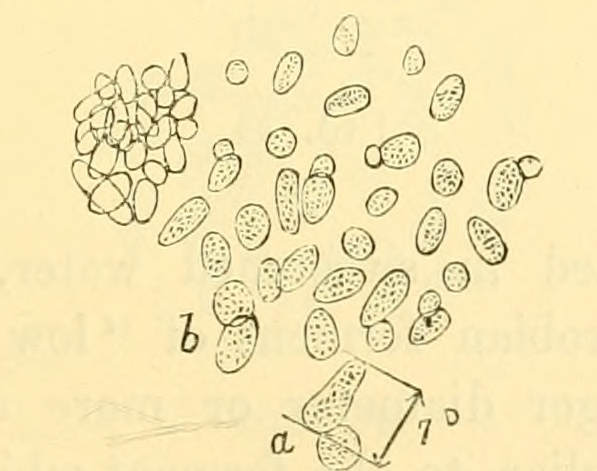 Fig. 53.