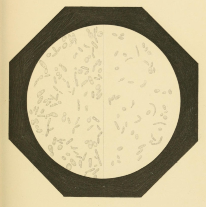 Plate 4. Mycoderma Vini functioning as an Alcoholic Ferment.