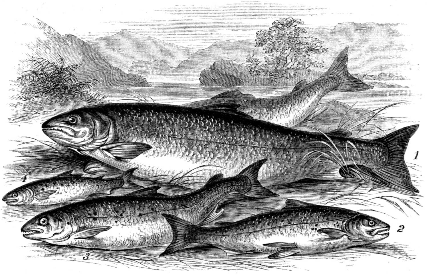 Fishing Monthly Magazines : Seasoned technique for salting pilchards