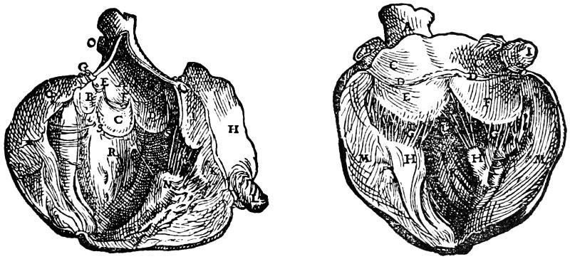 Vesalii  Know more about the Heart