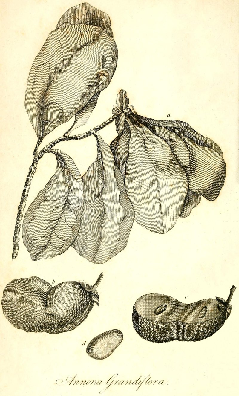 [Illustration: Annona
Grandiflora]