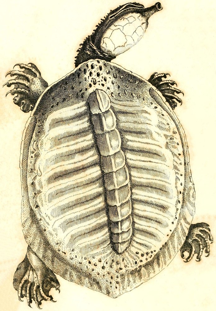 [Illustration: Great
Soft-shelled Tortoise]