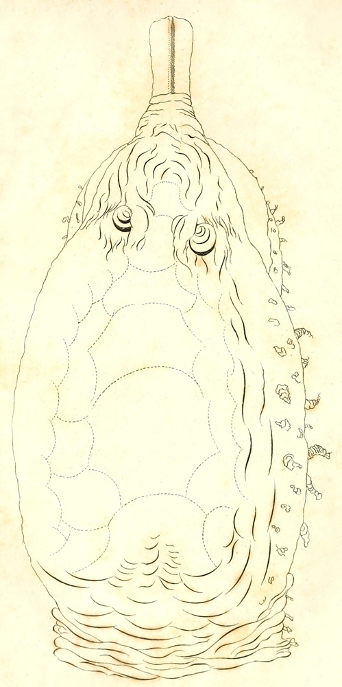 [Illustration: Head of
the Great Softshelled Tortoise]