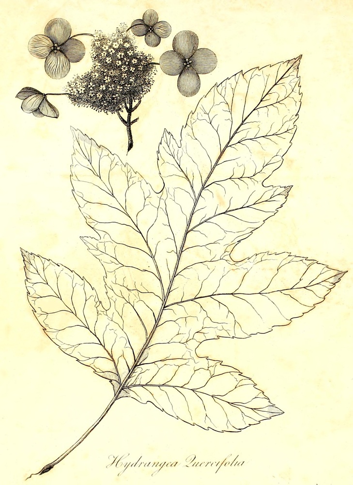 [Illustration: Hydrangea
Quercifolia]