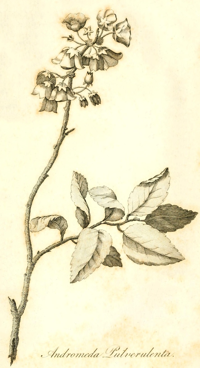 [Illustration: Andromeda
Pulverulenta]