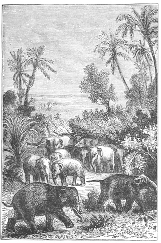 ELEPHANTS AT HOME