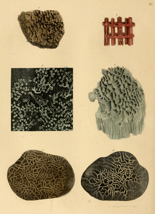 File:Antediluvian phytology - illustrated by a collection of the fossil  remains of plants, peculiar to the coal formations of Great Britain (1838)  (19372555361).jpg - Wikipedia