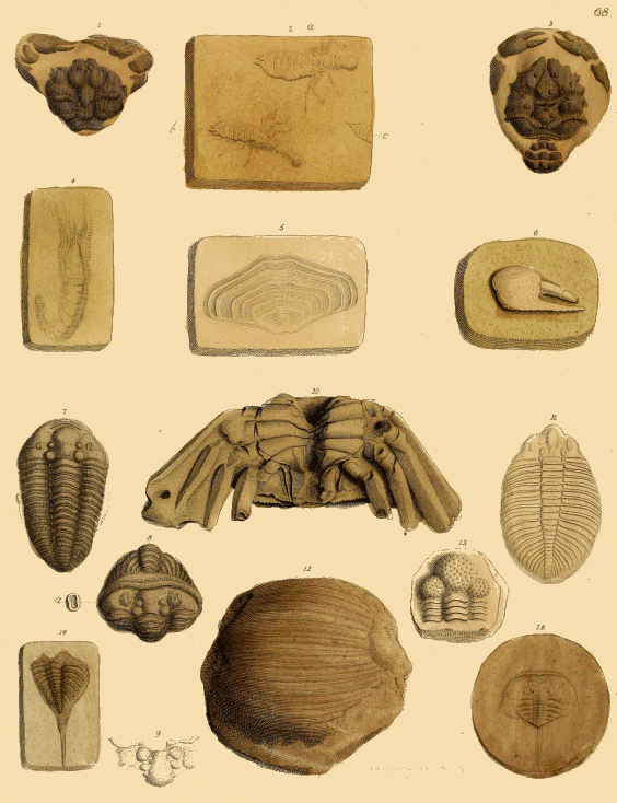 File:Antediluvian phytology - illustrated by a collection of the fossil  remains of plants, peculiar to the coal formations of Great Britain (1838)  (19372555361).jpg - Wikipedia