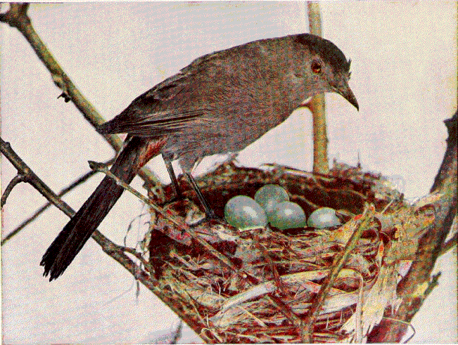 DIVINE Jute Bird Hanging Nest for Good luck & Happiness