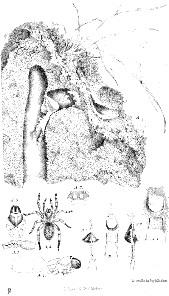 Loading of the tibia–metatarsus joint of the hunting spider