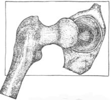 Shoulder joint