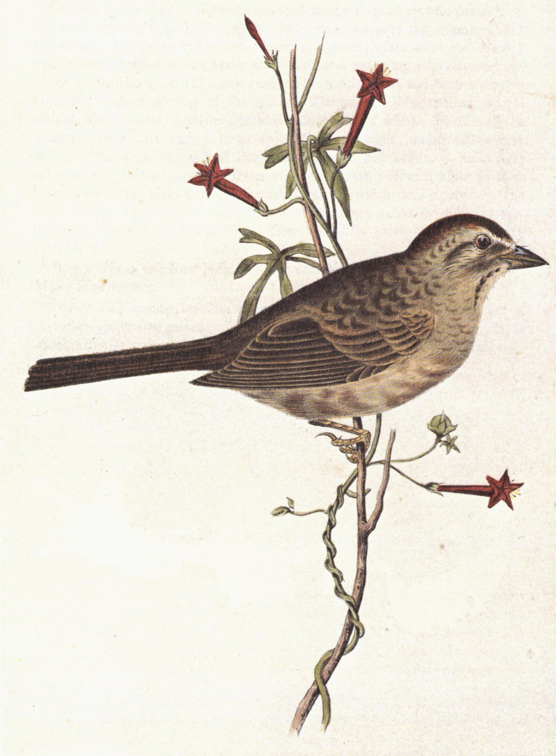 Illustrations of the Birds of California, Texas, Oregon, British and ...
