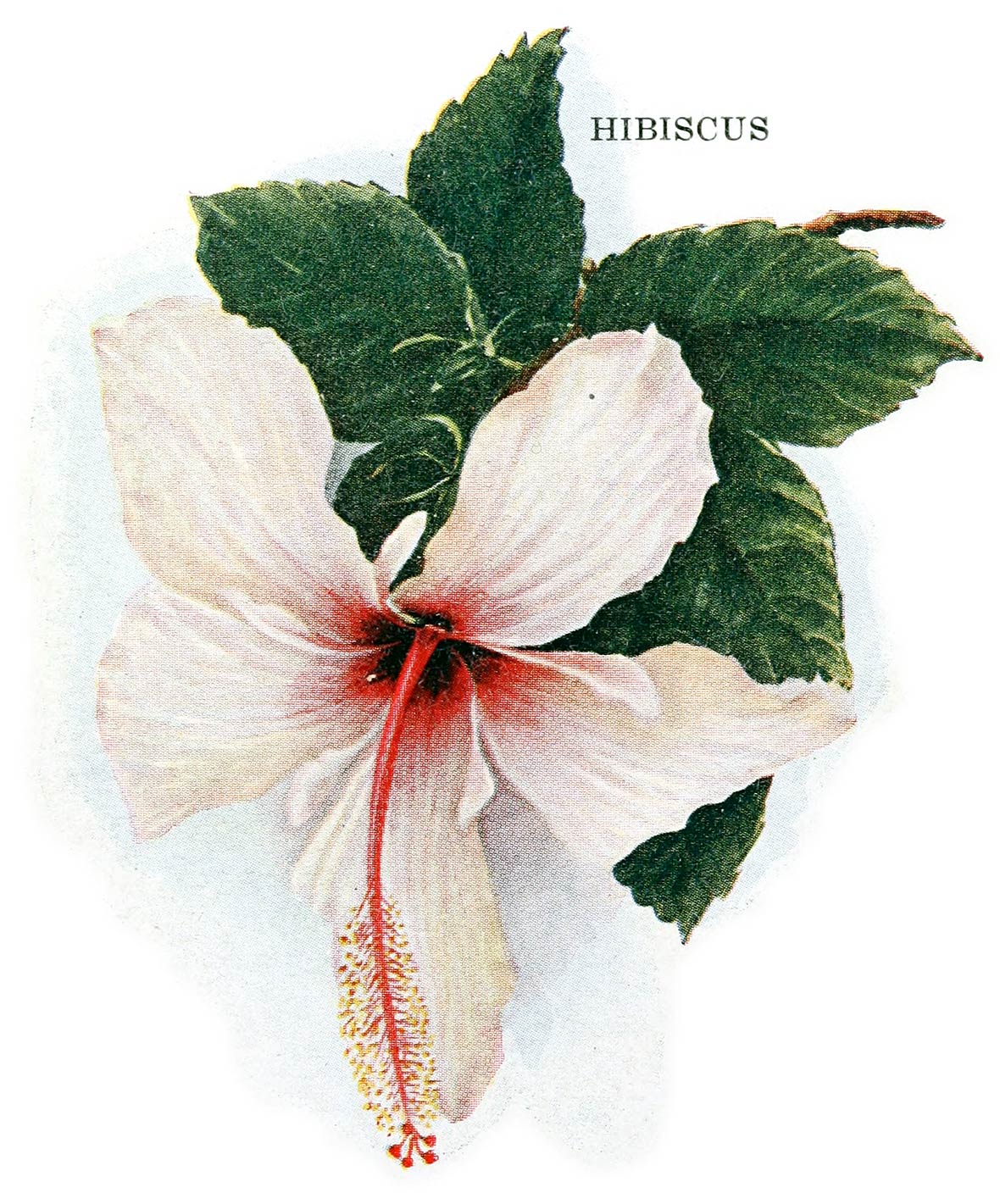 HIBISCUS