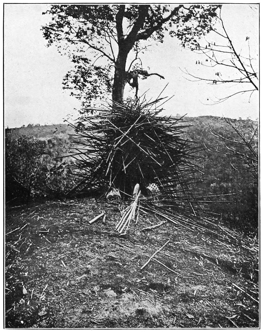 An Opya bristling with bamboo spears thrown at it at the Oyantsoa “genna”