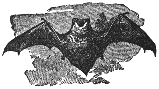 Bat