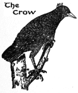 The Crow