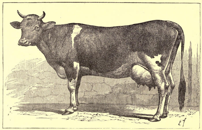 File:Jersey Cow in straw bedding.JPG - Wikipedia