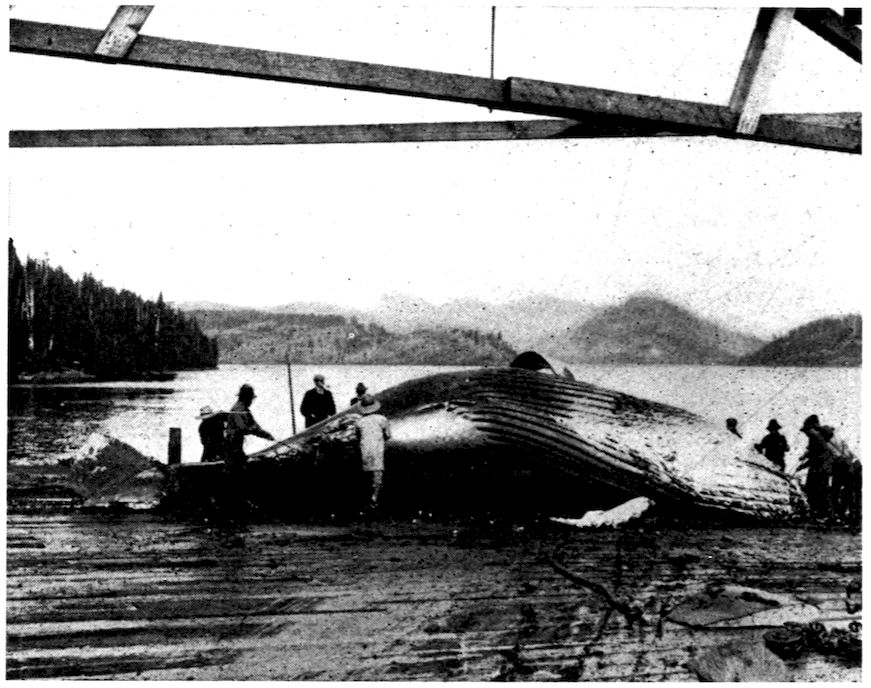 The Project Gutenberg eBook of Whale Hunting, by Roy Chapman Andrews