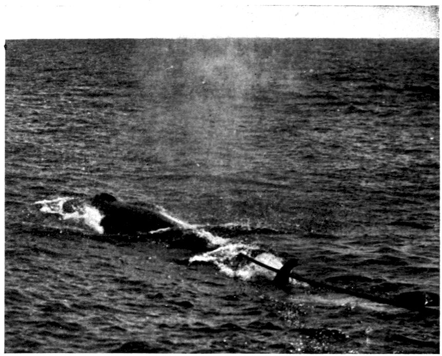 The Project Gutenberg eBook of Whale Hunting, by Roy Chapman Andrews