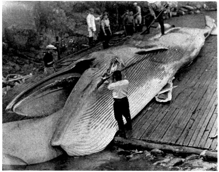 The Project Gutenberg eBook of Whale Hunting, by Roy Chapman Andrews