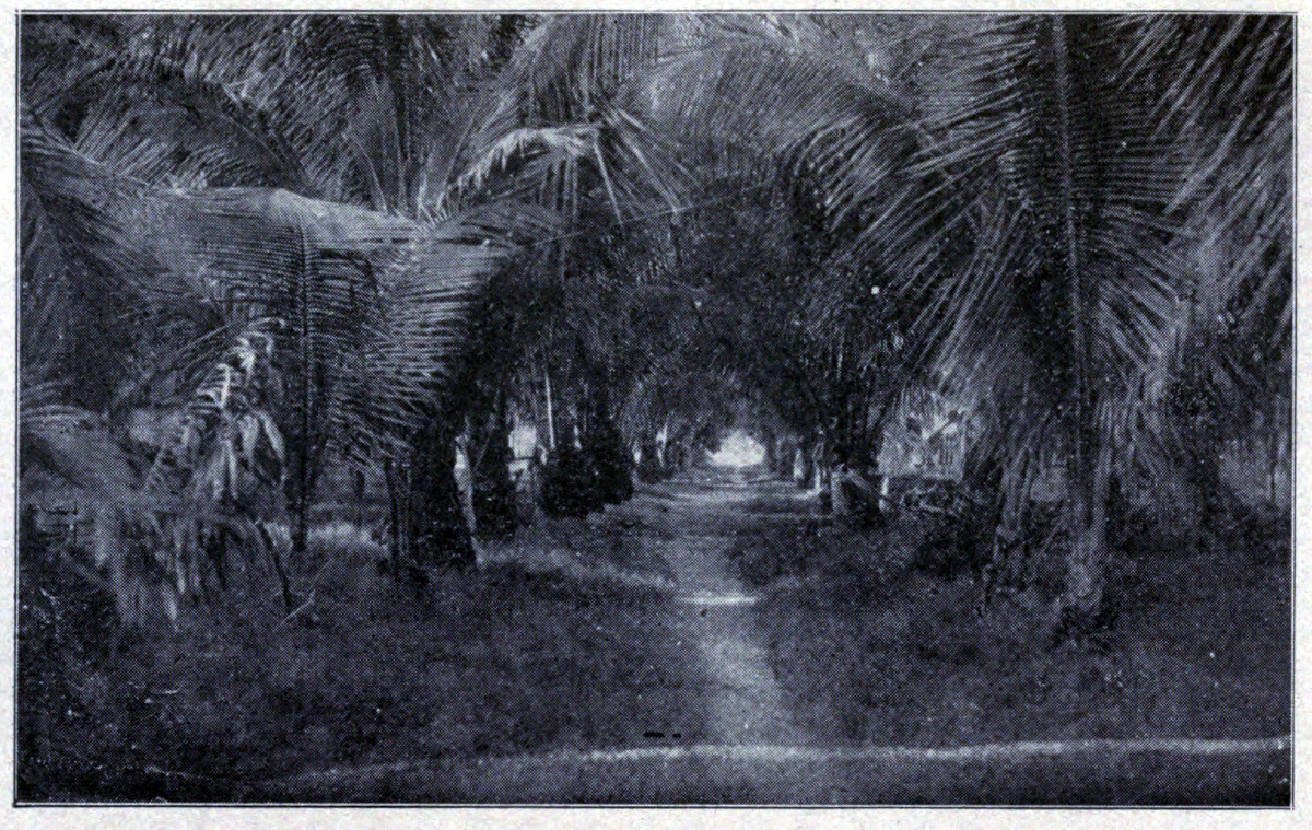 AVENUE OF PURRANUIA, PAPEETE