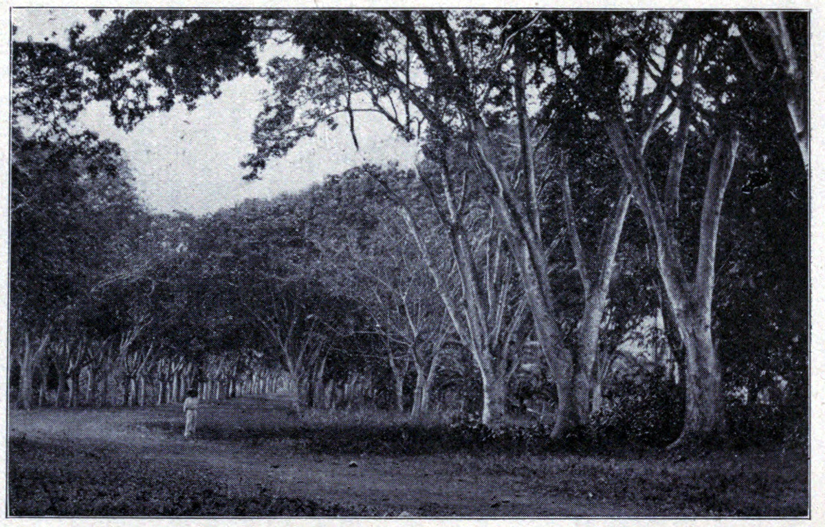 AVENUE OF FAUTAHUA