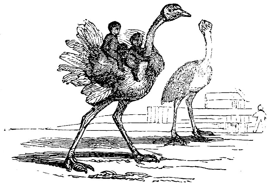 Ostrich