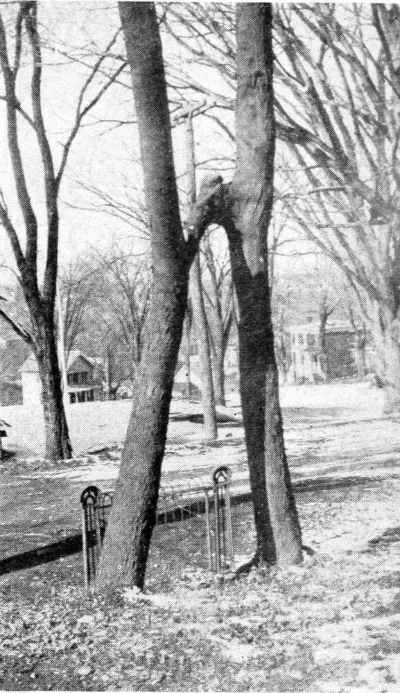 Freak Trees of the State of New York | Project Gutenberg