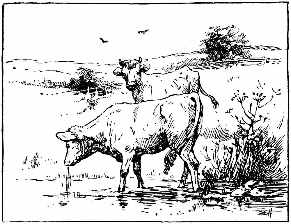 Two cows