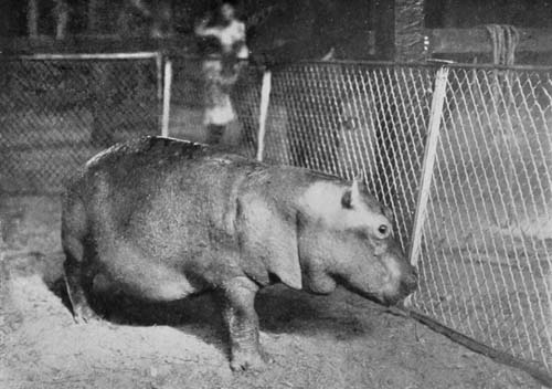 BON, THE BABY HIPPO, FOR WHOM A MAN GAVE HIS LIFE