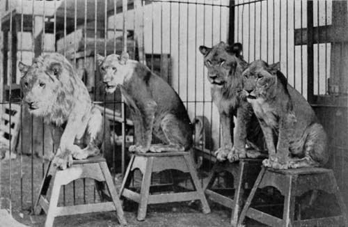 YOUNG LIONS IN THE TRAINING DEN